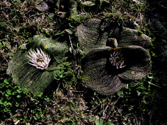 Massonia pustulata