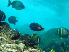 Acanthurus achilles