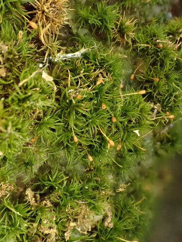 Rhabdoweisia crispata observed 2026-03-28