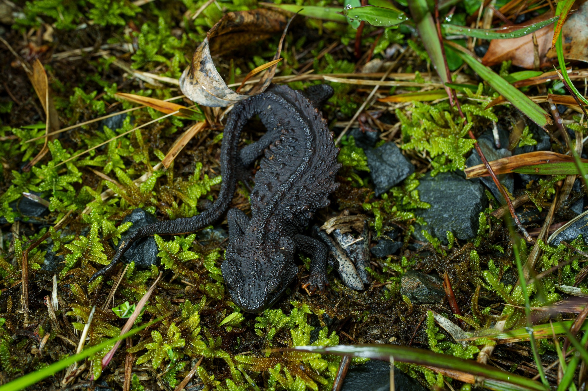 Raffaelli's Spiny Crocodile Newt photo 7