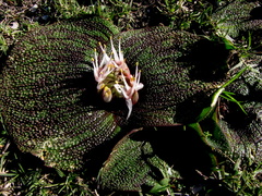 Massonia pustulata
