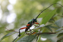 Plinthocoelium suaveolens