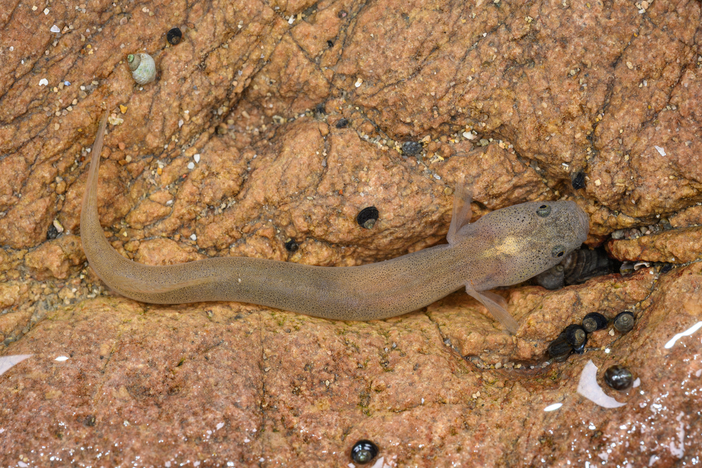 Flat-Headed Goby