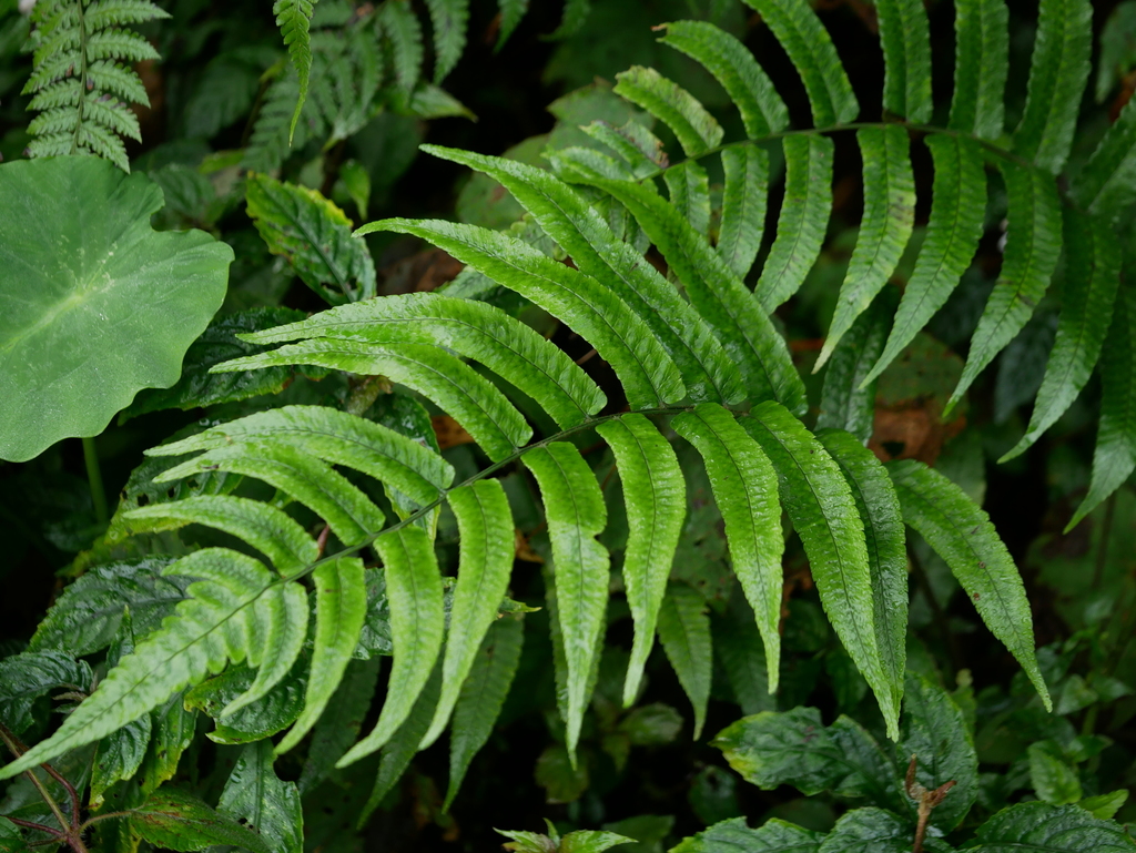 Dryopteris scottii