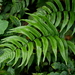 Dryopteris scottii - Photo (c) Jacy Chen,  זכויות יוצרים חלקיות (CC BY), הועלה על ידי Jacy Chen