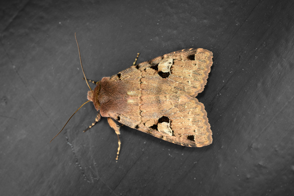 Agrochola semirena