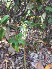 Prasophyllum incurvum