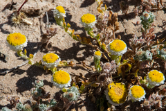 Myriocephalus rudallii