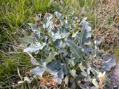 Brassicaceae