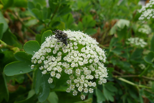 Peucedanum japonicum