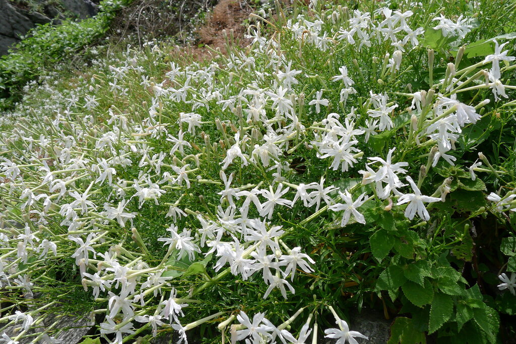 Silene fissipetala; photograph (c) Weiting Liu, some rights reserved (CC BY)