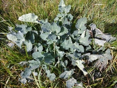 Brassicaceae