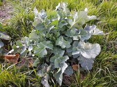 Brassicaceae