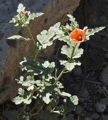Sphaeralcea miniata, photograph author not stated, no rights reserved