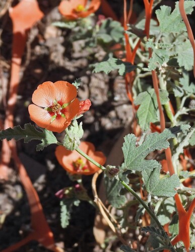 Sphaeralcea miniata, photograph 2