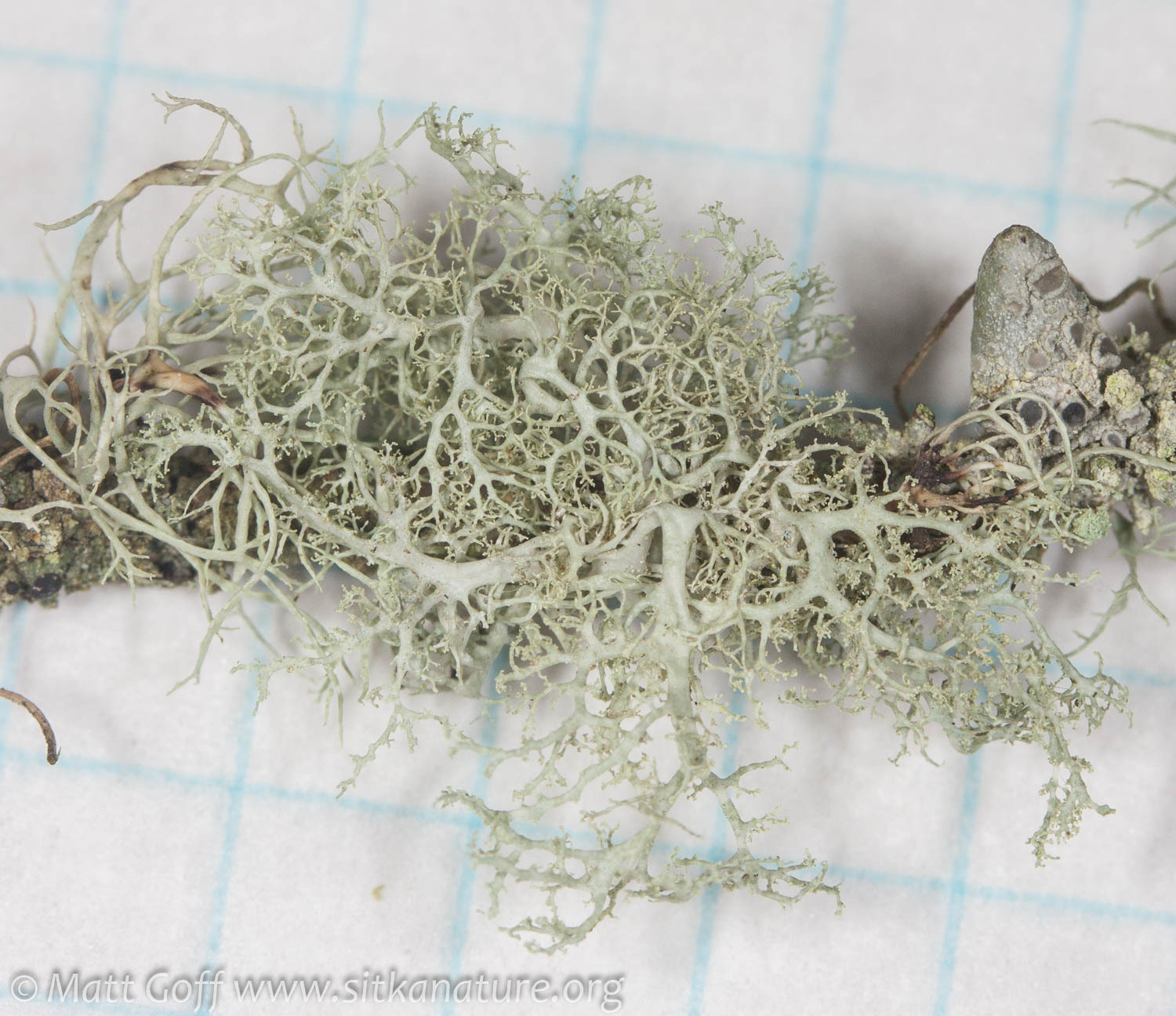 Ramalina roesleri image