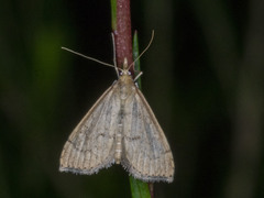Metasia dicealis