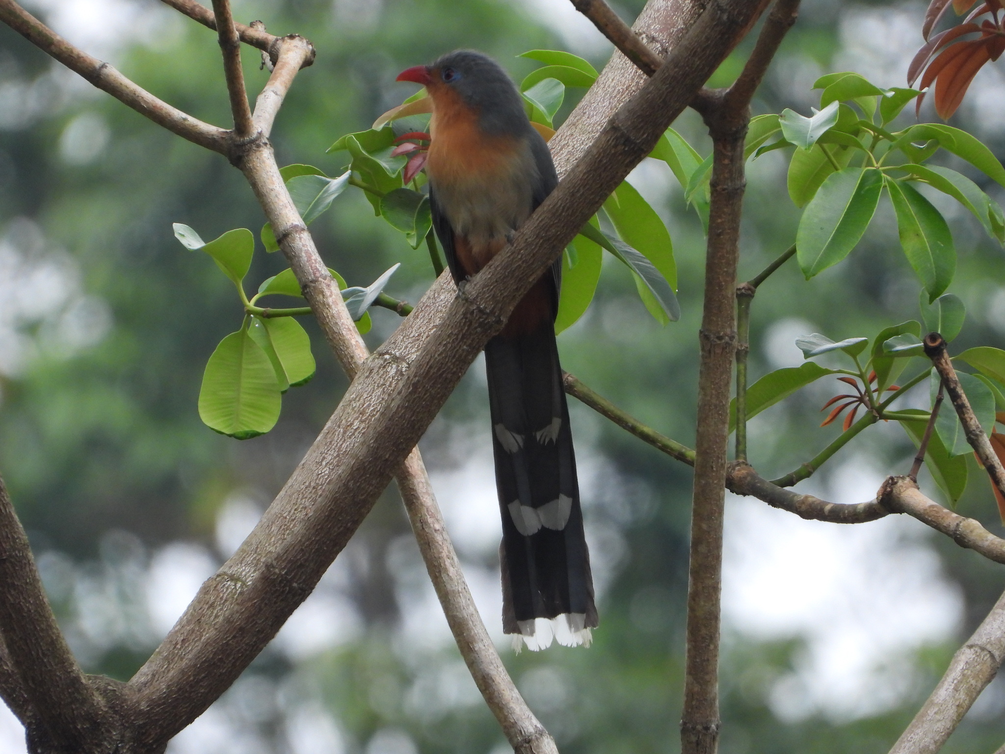 Red-billed Malkoha (Zanclostomus javanicus), photo 1