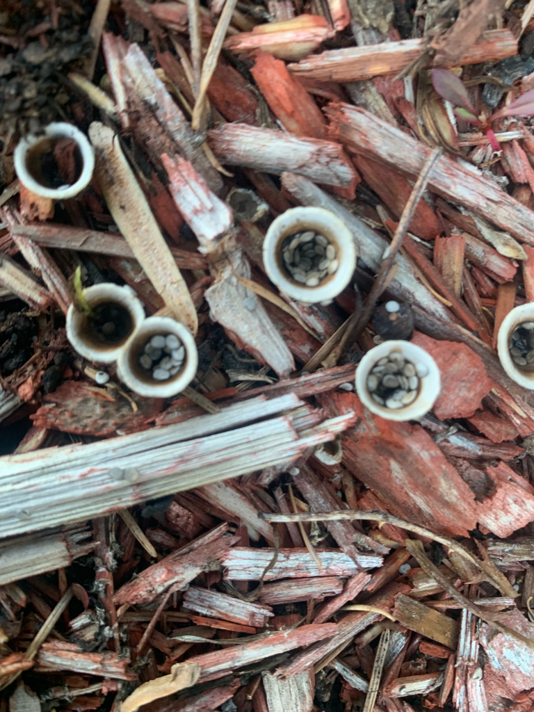 Nidula candida · March 2026 · photo: © liamsteele (iNaturalist, cc-by)