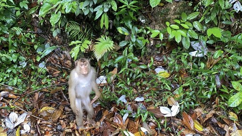 Macaca nemestrina