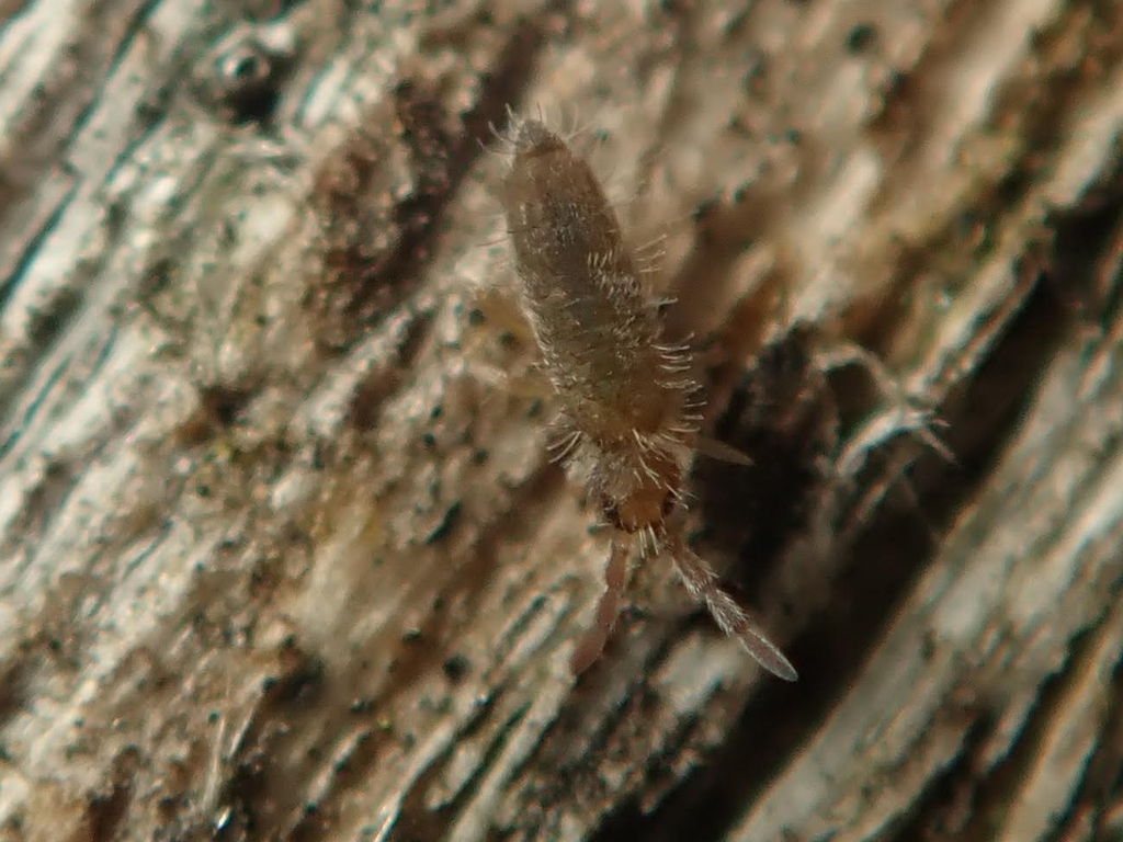 Entomobrya schoetti