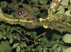 Aotus lemurinus