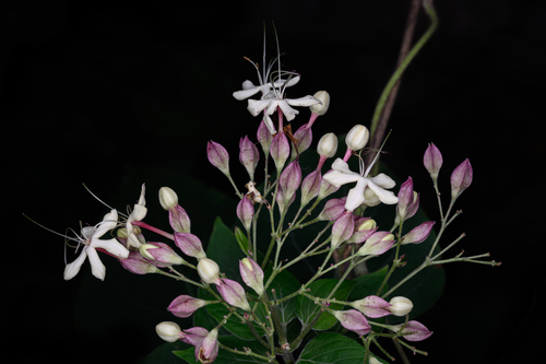 Clerodendrum trichotomum