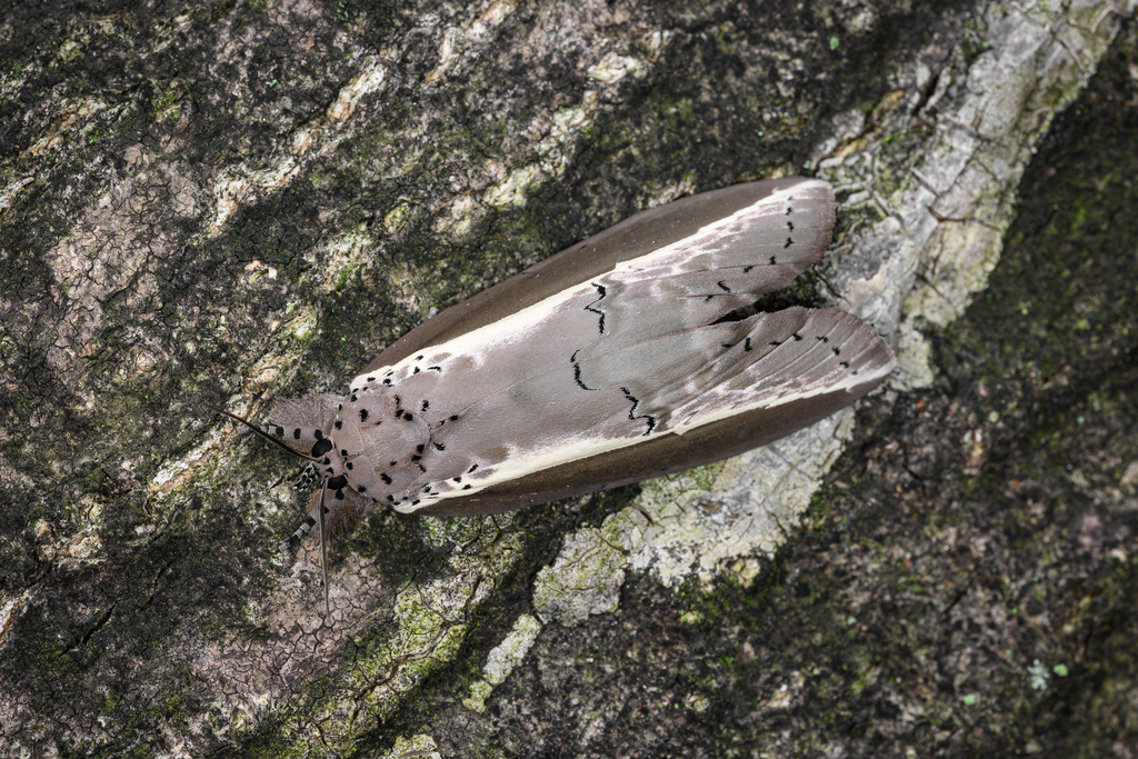 Ailanthus Defoliator