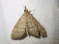 Metasia dicealis