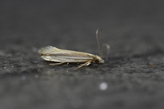 Erechthias stilbella