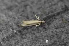 Erechthias stilbella