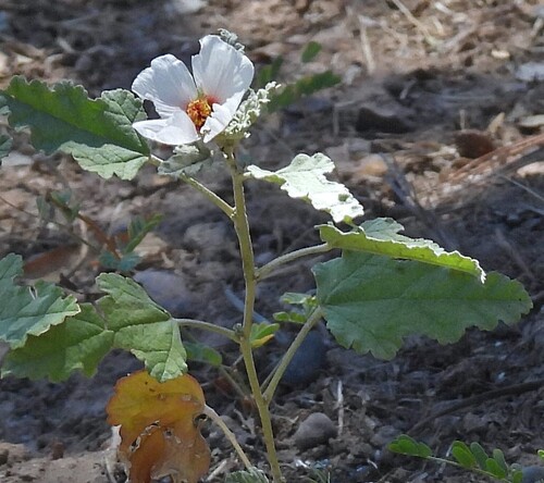 Mendoza Globemallow (Sphaeralcea mendocina)