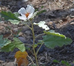 author not stated, no rights reserved Sphaeralcea mendocina, photograph author not stated, no rights reserved