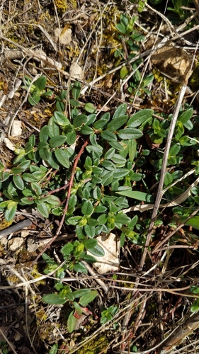 Common Rock-rose (Helianthemum nummularium)