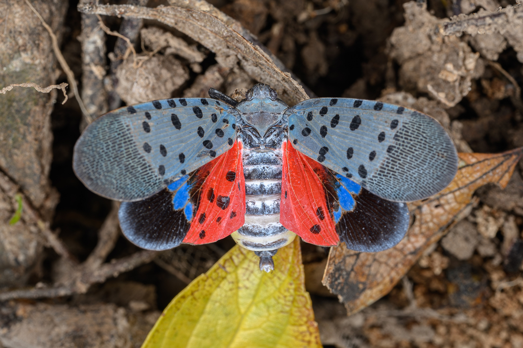 Spotted Lanternfly