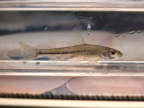 Wolterstorff's gudgeon (Squalidus wolterstorffi) — Cyprinidae — 3