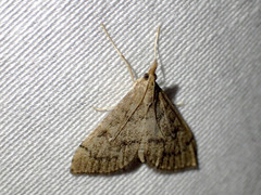 Metasia dicealis