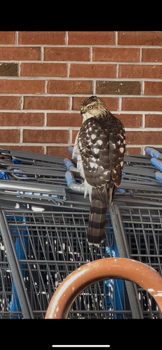 Cooper's Hawk photographed in Rhode Island
