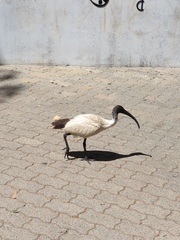 Threskiornis molucca