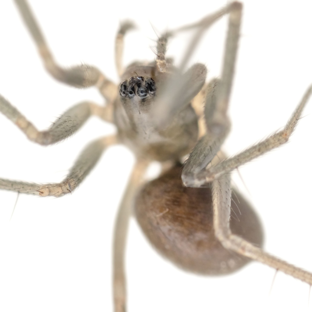Anguliphantes angulipalpis