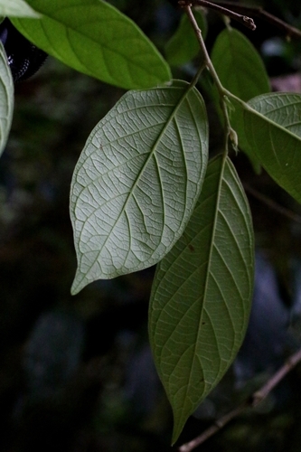 Antidesma fordii, photograph 2