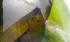 Hyla intermedia perrini