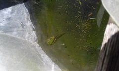 Hyla intermedia perrini