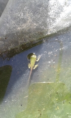Hyla intermedia perrini