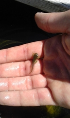 Hyla intermedia perrini