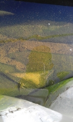 Hyla intermedia perrini