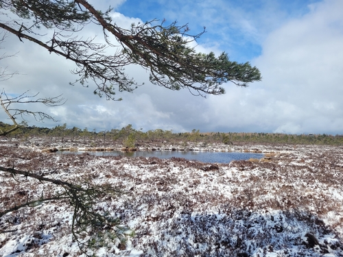 Intermediate Mountain Pine (Pinus uncinata)