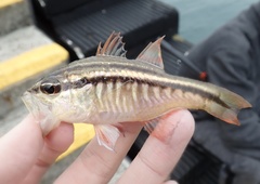 Ostorhinchus pleuron