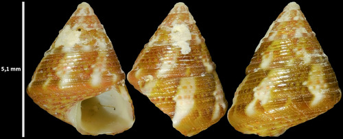 Jujubinus gravinae