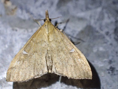 Udea hyalistis